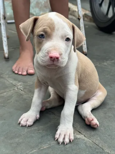 Pitbull red nouse