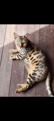 Bengal Fêmea está em CIO 
