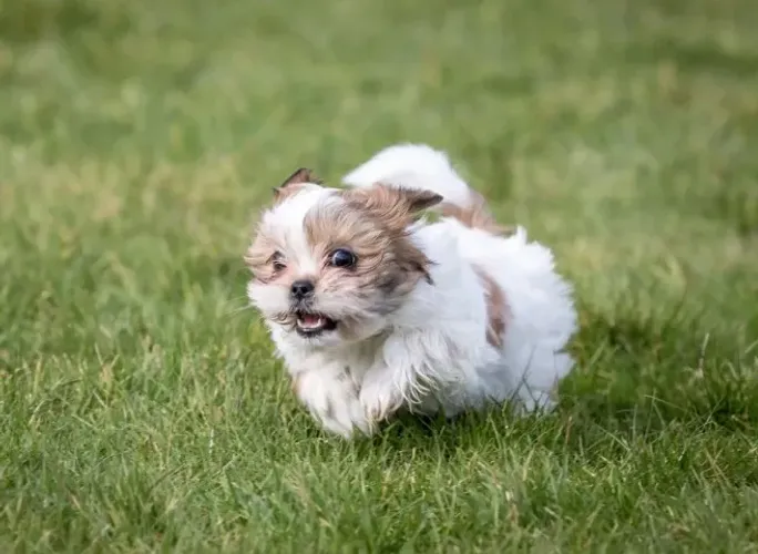Shih tzu doce e companheiro 