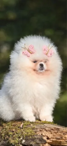 Spitz alemão fêmea, alto padrão, branca