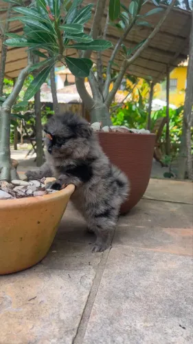 Spitz alemão merle 
