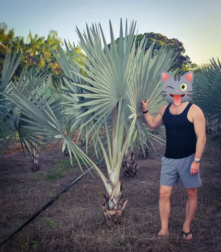 Palmeira Azul 2.5 metros