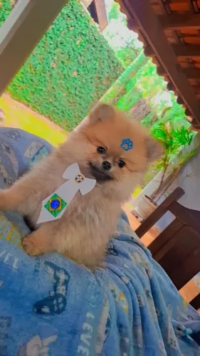 Lindos filhotes de spitz alemão macho