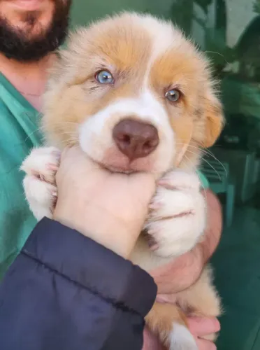 Filhote Border Collie com Pedigree CBKC