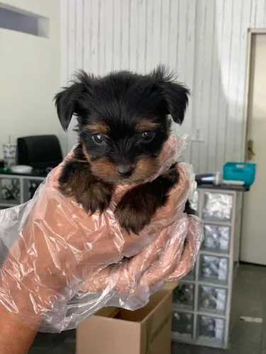 Yorkshire Terrier - Pelagem linda e sedosa