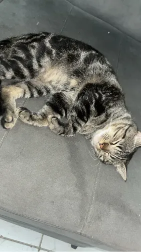 Doação gato