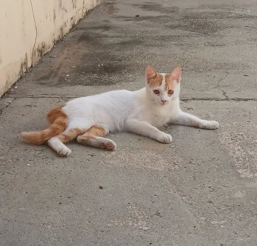 Gato para adoção