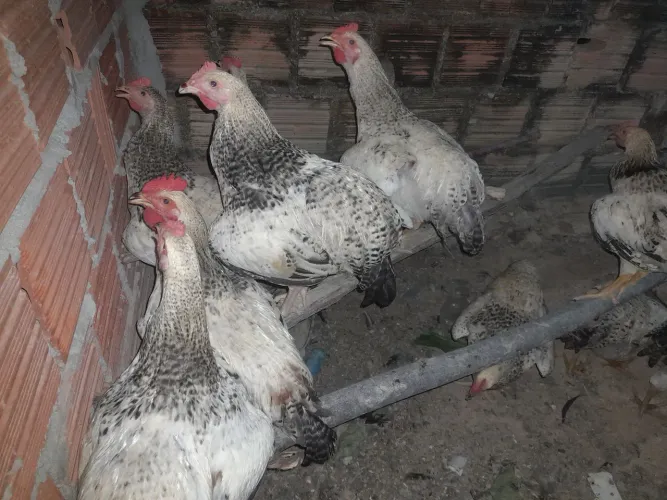 Frango e frangas
