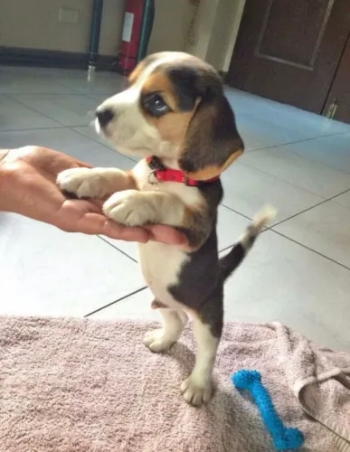 Beagle Um filhote ideal para sua felicidade