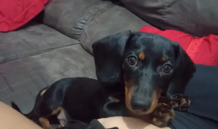 Filhote de cachorro