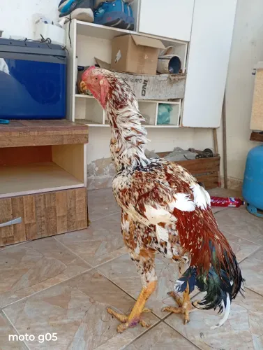 Galo Índio Gigante Mil Flores