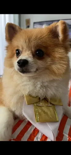 Lulu da pomerânia (sptiz alemão)
