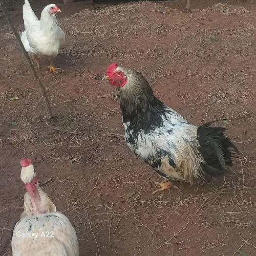 Vendo galos novos