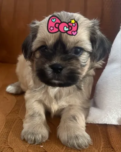 Lhasa Apso Fêmeas Vacinadas