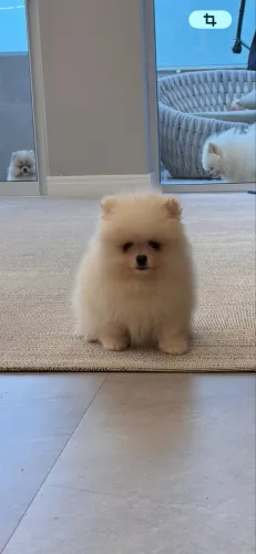 Lulu da Pomerania anão
