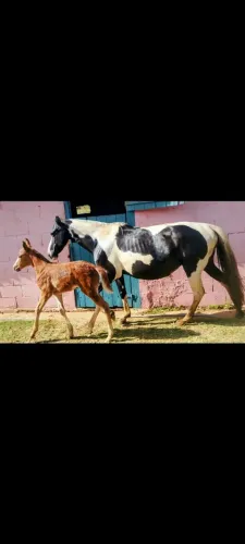 Égua pampa de preto com potra ao pé