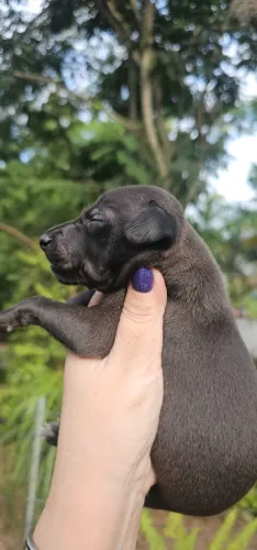 GALGO ITALIANO SEAL MACHO