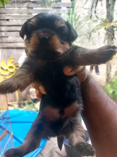 Filhote york shire Terrier 