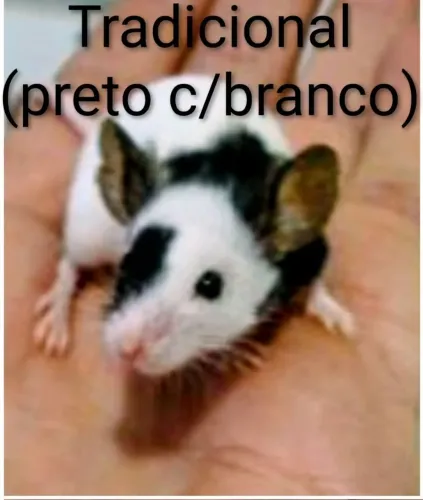 Camundongo TOPOLINO