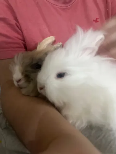 Dois Coelho teddy dwerg (2 coelhos)