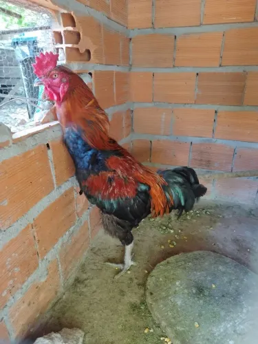 Vende se galinhas