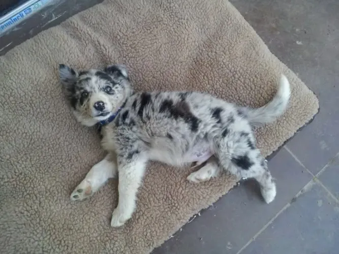 Border Collie,filhotes para surpreender seu amor com patinhas