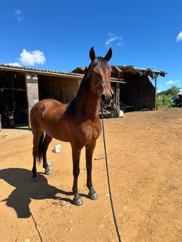 Cavalo mangalarga, genuino de marcha picada, castrado 5 anos
