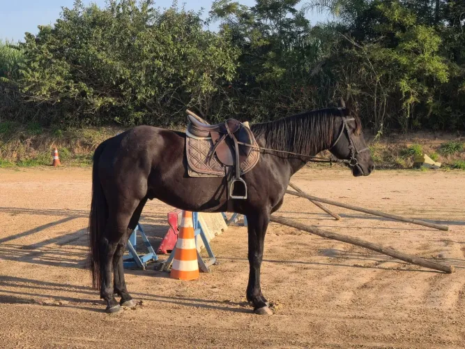 Cavalo Quarto de Milha meio sangue 5 anos