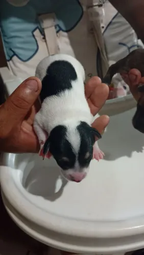 Pinscher 1