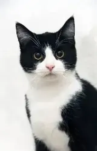 Gatinho Fofo Adoção Responsável - Castrado
