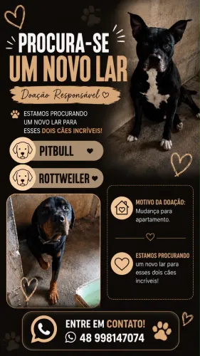 Cachorro 