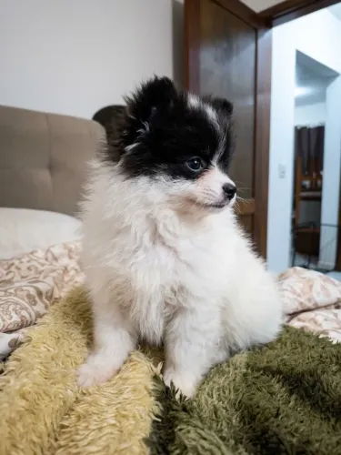 Vendo spitz alemão (LULU da Pomerânia) preto e branco