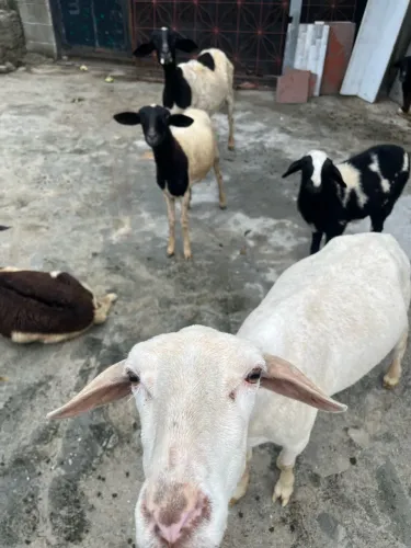 Vendo Carneiro