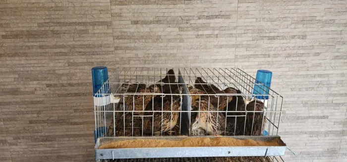 Gaiola para codorna