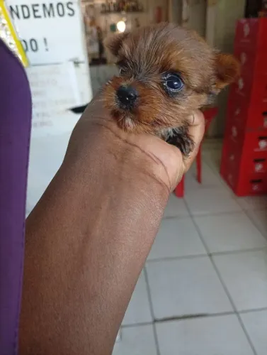 Vendo filhote de yorkshire terrier porte pequeno