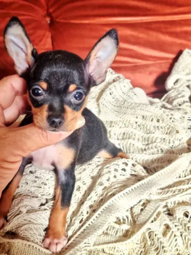 Pinscher menor tamanho entregamos