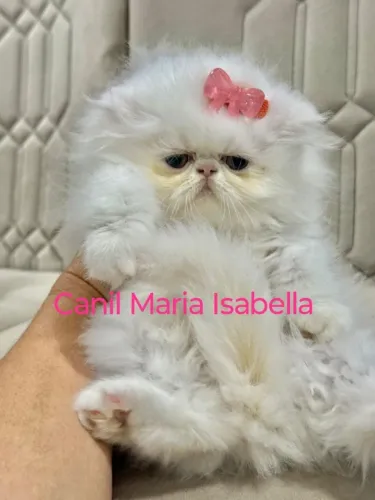 Femea de gato persa