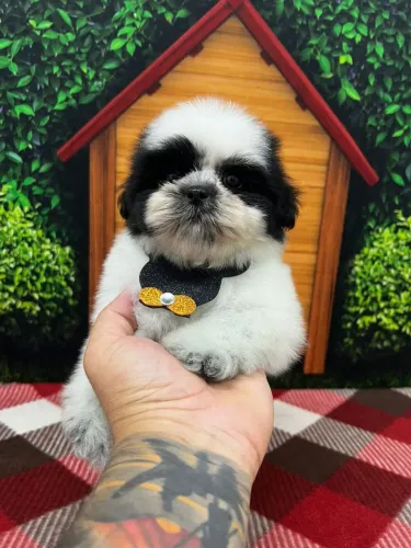 Macho Preto e Branco com 2 meses vacinado, Entrega Imediata!