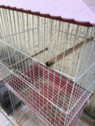 Gaiolas calopsita
