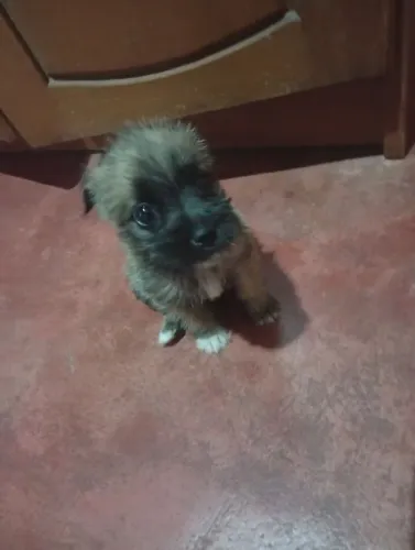 Doação de filhotes porte pequeno 