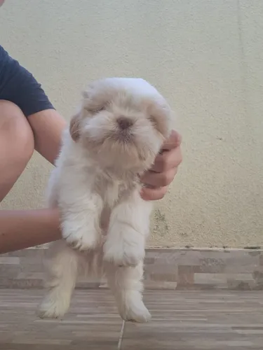 Shiatsu macho 