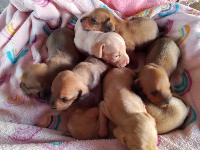 Filhotes de dachshund "salsicha"