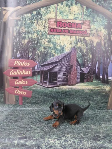 Cachorrinhos mini dachshund Bassett