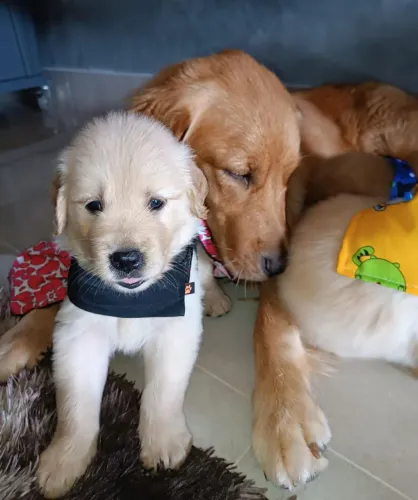 Golden Retriever