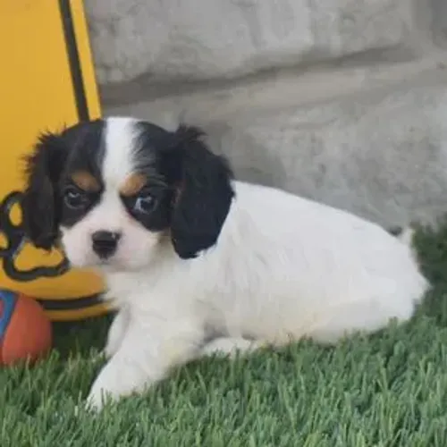 Cavalier King Charles Spaniel- Lealdade e Fofura