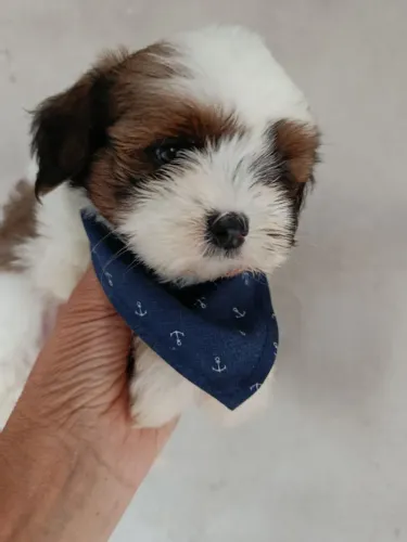Filhote shih tzu, Fofura que cabe no colo e no coração!