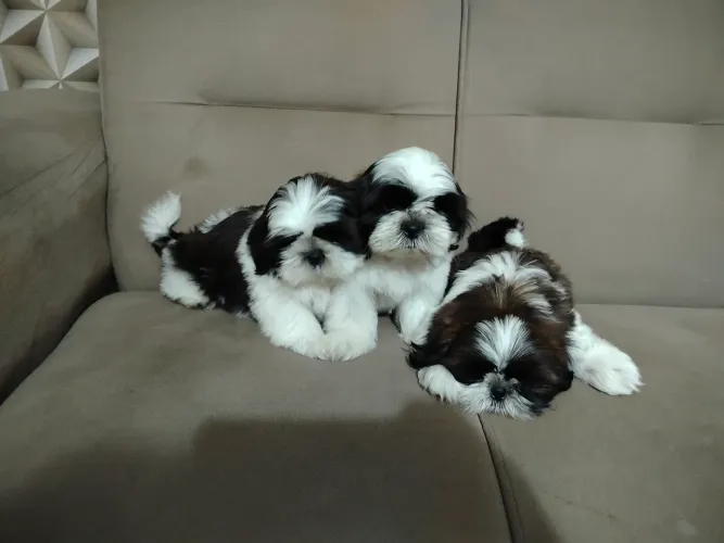 Shih Tzu tricolor