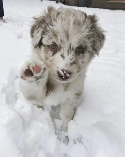 Border Collie - Filhotes Sempre Alegres
