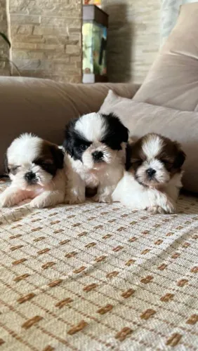 Shih Tzu Mini 