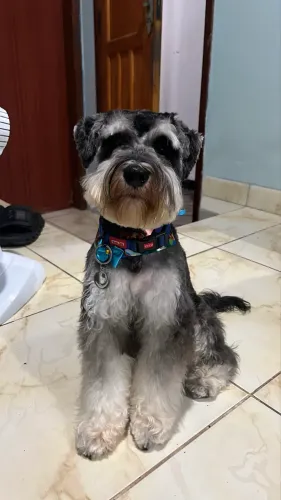 Schnauzer a procura de namorada 